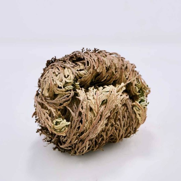 Die Pflanze des Glücks - Rose von Jericho » Clo'eT Design