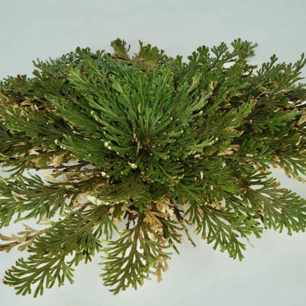 Die Pflanze des Glücks - Rose von Jericho » Clo'eT Design