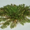Die Pflanze des Glücks - Rose von Jericho » Clo'eT Design