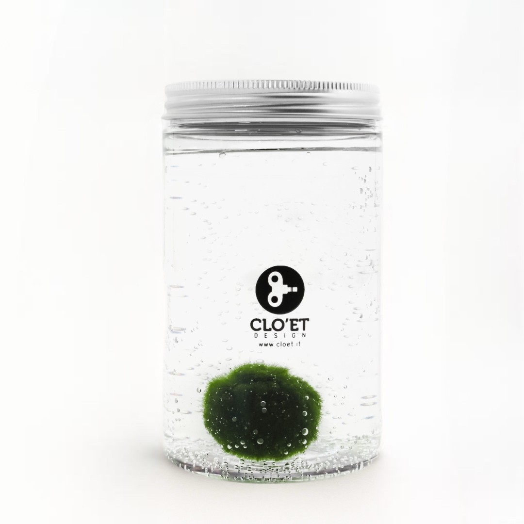 10-Year-Old Marimo | Symbol of Constancy and Growth | Clo’eT