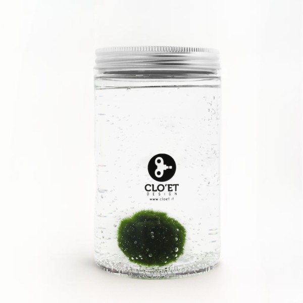 10-Year-Old Marimo | Symbol of Constancy and Growth | Clo’eT