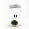 10-Year-Old Marimo | Symbol of Constancy and Growth | Clo’eT