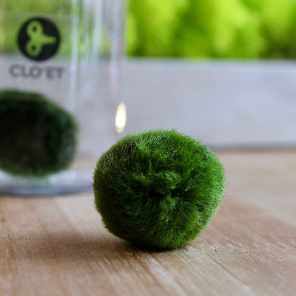 Marimo de 10 Ans | Symbole de Constance et de Croissance | Clo’eT