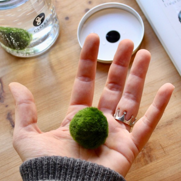 10-Year-Old Marimo | Symbol of Constancy and Growth | Clo’eT