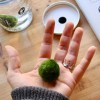 Marimo de 10 Ans | Symbole de Constance et de Croissance | Clo’eT