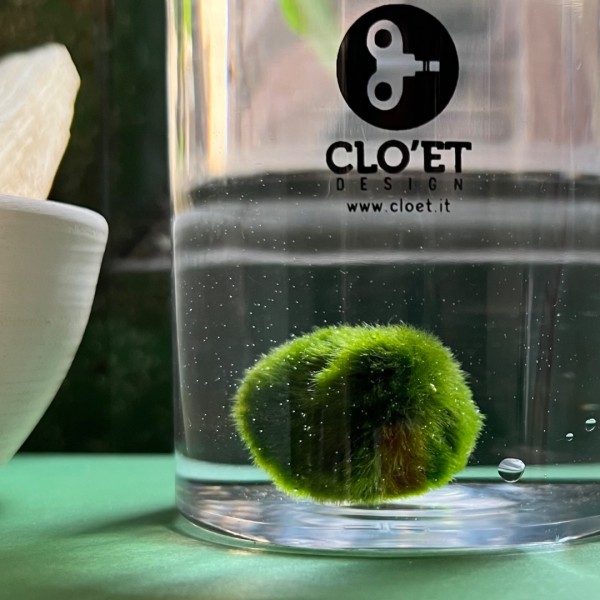 Marimo de 10 Ans | Symbole de Constance et de Croissance | Clo’eT