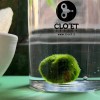 Marimo de 10 Ans | Symbole de Constance et de Croissance | Clo’eT