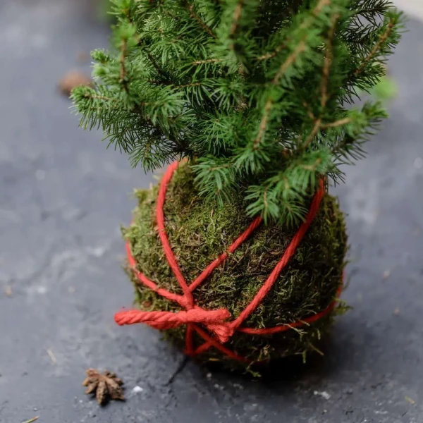 Kokedama PINO KOKEDAMA + PIKA avec PICEA GLAUCA Perfecta » Clo’eT Design