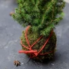 Kokedama PINE KOKEDAMA + PIKA with PICEA GLAUCA Perfecta » Clo’eT Design