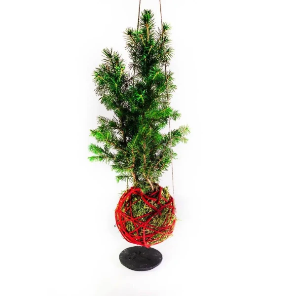 Kokedama PINO KOKEDAMA + PIKA avec PICEA GLAUCA Perfecta » Clo’eT Design