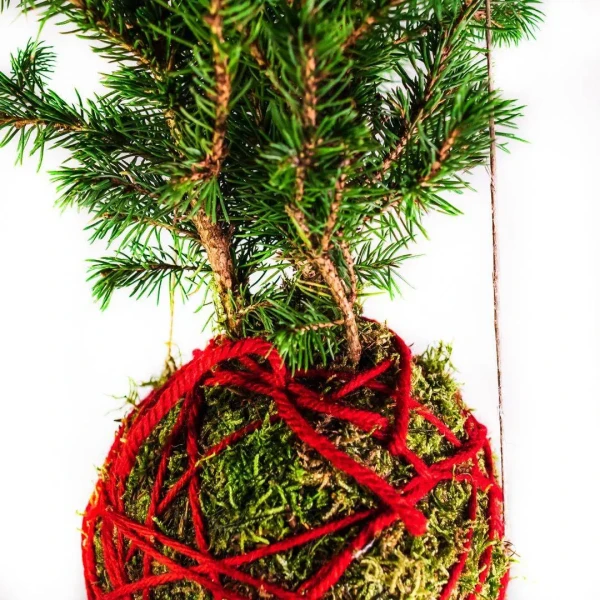 Kokedama PINO KOKEDAMA + PIKA avec PICEA GLAUCA Perfecta » Clo’eT Design