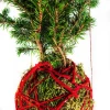Kokedama PINE KOKEDAMA + PIKA with PICEA GLAUCA Perfecta » Clo’eT Design