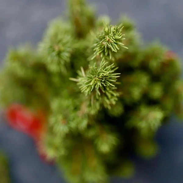 Kokedama PINO KOKEDAMA + PIKA avec PICEA GLAUCA Perfecta » Clo’eT Design