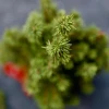 Kokedama PINO KOKEDAMA + PIKA avec PICEA GLAUCA Perfecta » Clo’eT Design