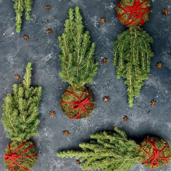 Kokedama PINO KOKEDAMA + PIKA avec PICEA GLAUCA Perfecta » Clo’eT Design