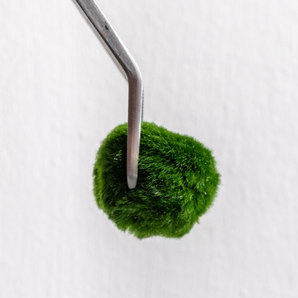 20-Year-Old Marimo | Strength, Time, and Depth » Clo’eT Design