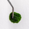 20-Year-Old Marimo | Strength, Time, and Depth » Clo’eT Design