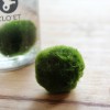 20-Year-Old Marimo | Strength, Time, and Depth » Clo’eT Design
