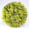 JACO – Extra Large Vertical Garden of Stabilized Moss » Clo'eT Desi