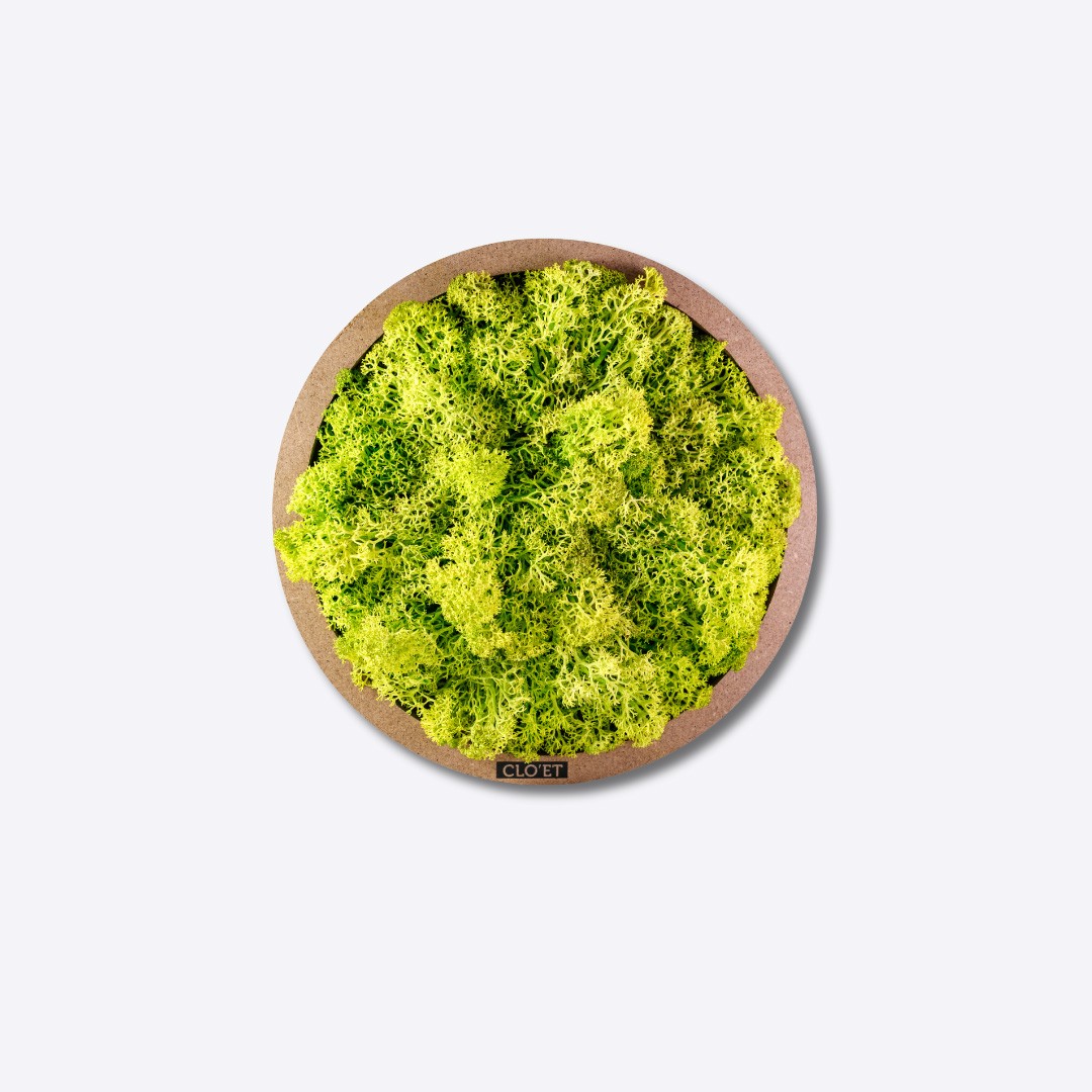JACO – Small Vertical Garden of Stabilized Moss » Clo'eT Design