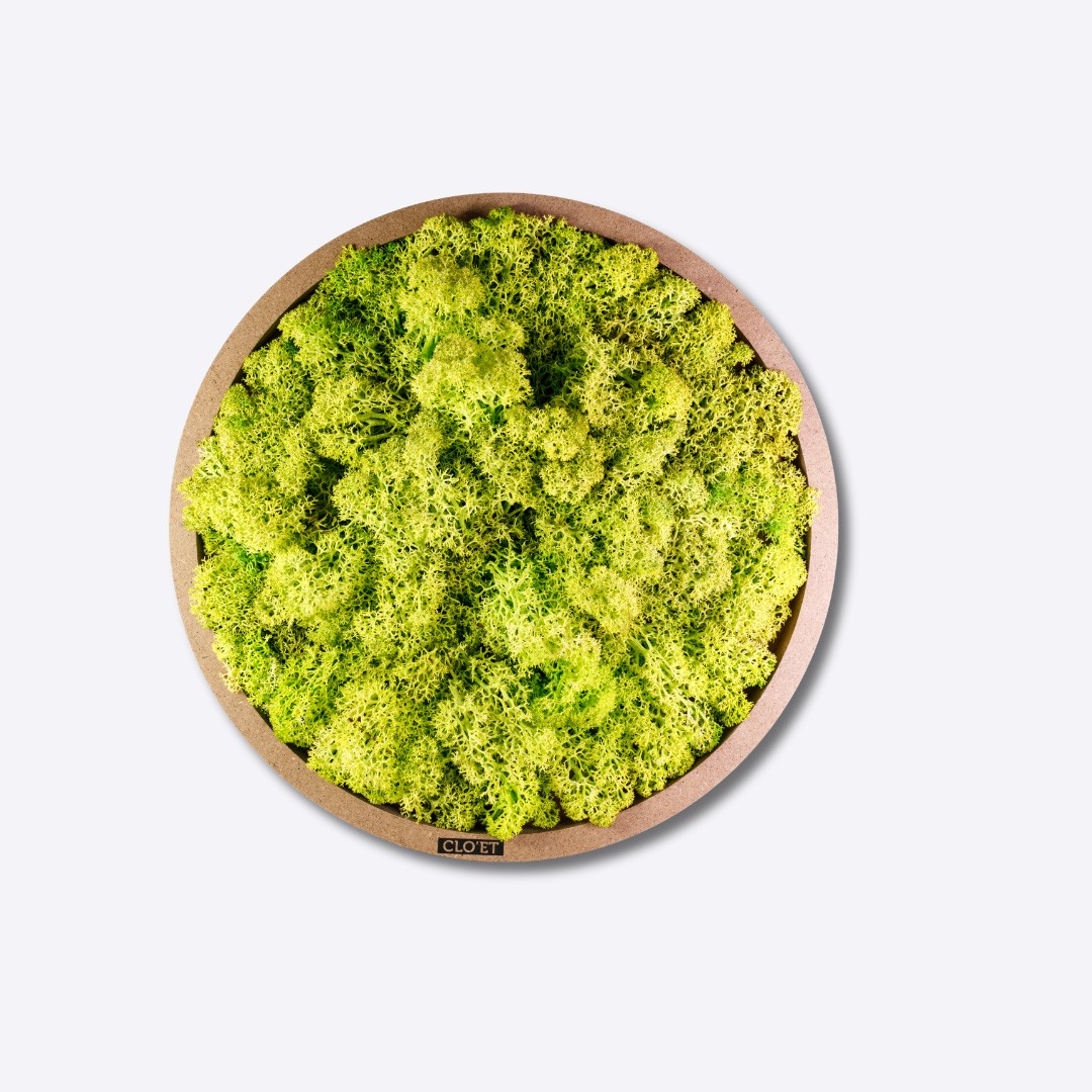 JACO – Medium Vertical Garden of Preserved Moss » Clo'eT Design