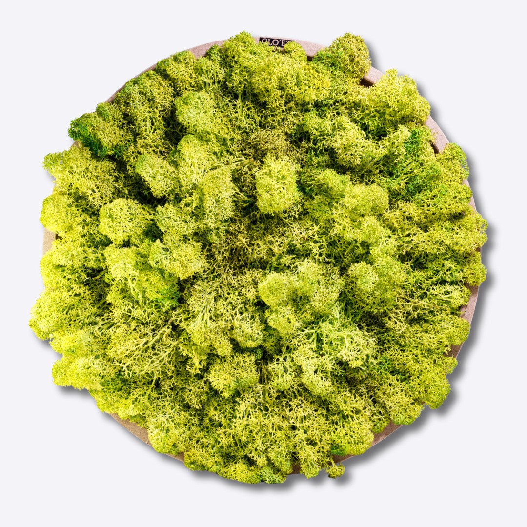 JACO – Large vertical garden of stabilized moss » Clo'eT Design