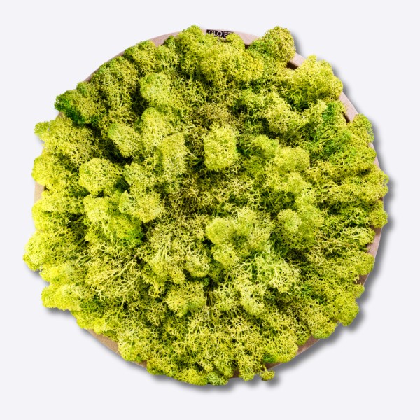 JACO – Large vertical garden of stabilized moss » Clo'eT Design