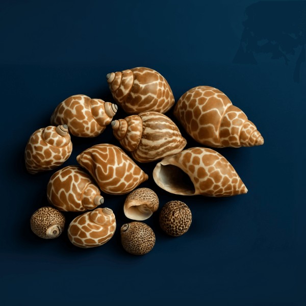 Conchiglie Chiocciola » Clo'eT Design