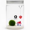 20-Year-Old Marimo | You Are My Home » Clo’eT Design