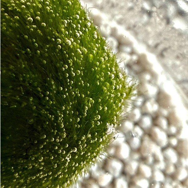 Marimo 30 Years + Companion from the Seabed | Bond that Stands the Test of Time » Clo’eT