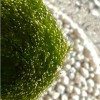 Marimo 30 Years + Companion from the Seabed | Bond that Stands the Test of Time » Clo’eT