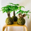 B612 SPECIAL + Pika: Kokedama for bright and small spaces » Clo'eT Design