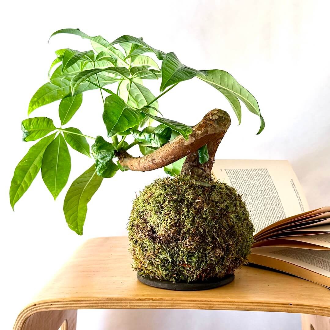 B612 SPECIAL + Pika: Kokedama for bright and small spaces » Clo'eT Design
