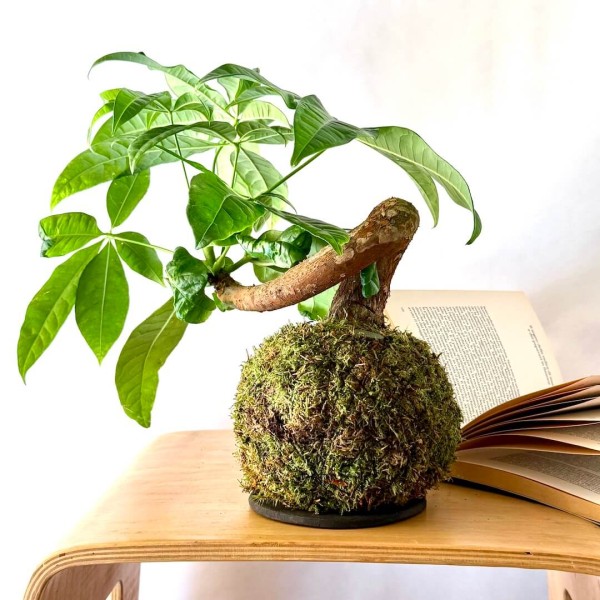 B612 SPECIAL + Pika: Kokedama pour espaces lumineux et petits » Clo'eT Design