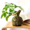 B612 SPECIAL + Pika: Kokedama for bright and small spaces » Clo'eT Design