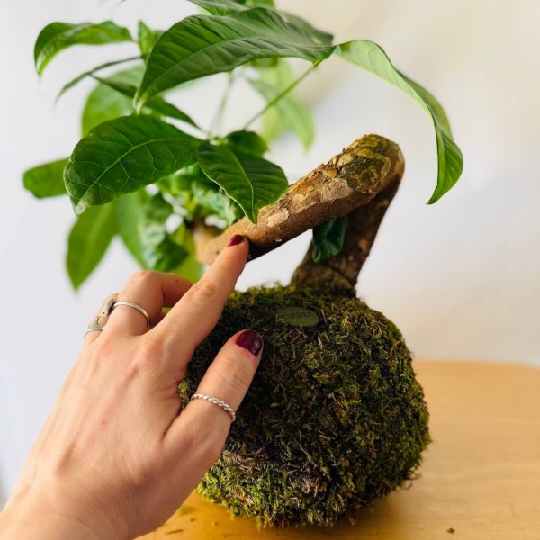B612 SPECIAL + Pika: Kokedama for bright and small spaces » Clo'eT Design