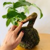 B612 SPECIAL + Pika: Kokedama for bright and small spaces » Clo'eT Design