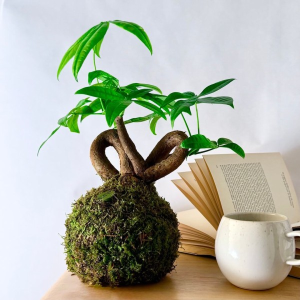 B612 SPECIAL + Pika: Kokedama for bright and small spaces » Clo'eT Design