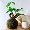 B612 SPECIAL + Pika: Kokedama for bright and small spaces » Clo'eT Design
