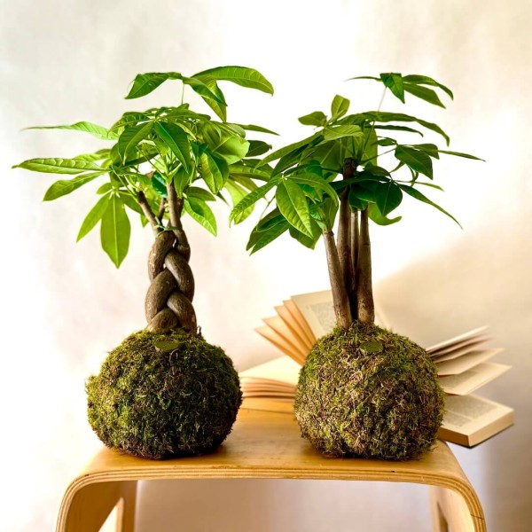 B612 SPECIAL + Pika: Kokedama pour espaces lumineux et petits » Clo'eT Design