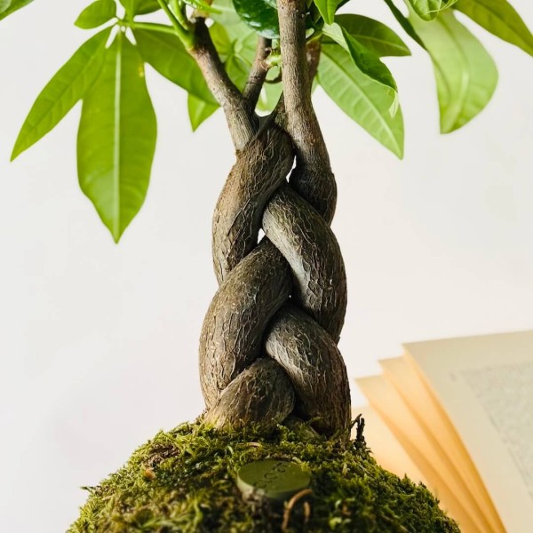 B612 SPECIAL + Pika: Kokedama pour espaces lumineux et petits » Clo'eT Design