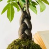 B612 SPECIAL + Pika: Kokedama pour espaces lumineux et petits » Clo'eT Design