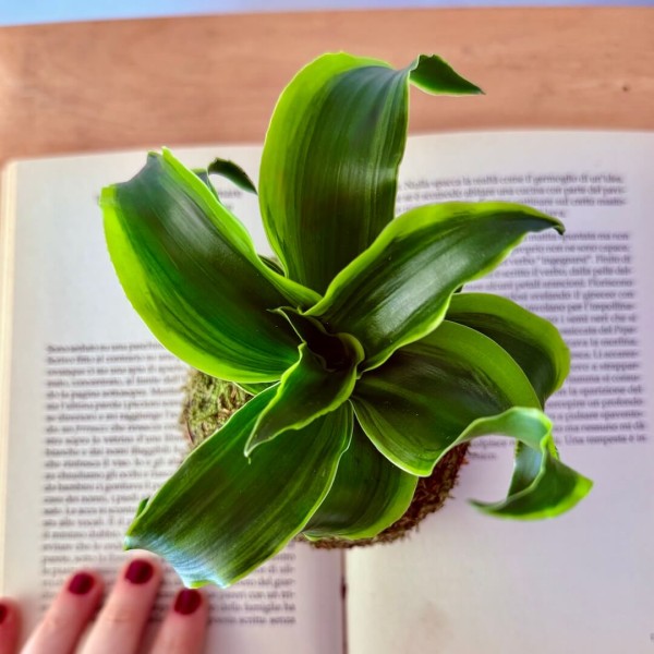 B612 TORNADO + Pika: Kokedama originale et compacte » Clo'eT Design