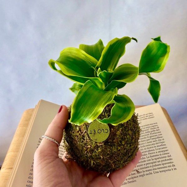 B612 TORNADO + Pika: Kokedama originale et compacte » Clo'eT Design