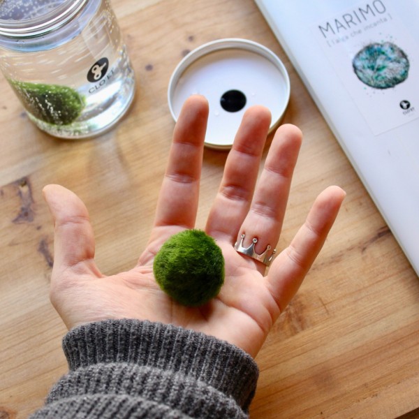 Marimo 10 Years + Bottom Dweller Companion | Lasting Friendship | Clo’eT