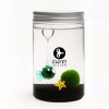 Marimo 10 Years - Customizable » Clo’eT Design