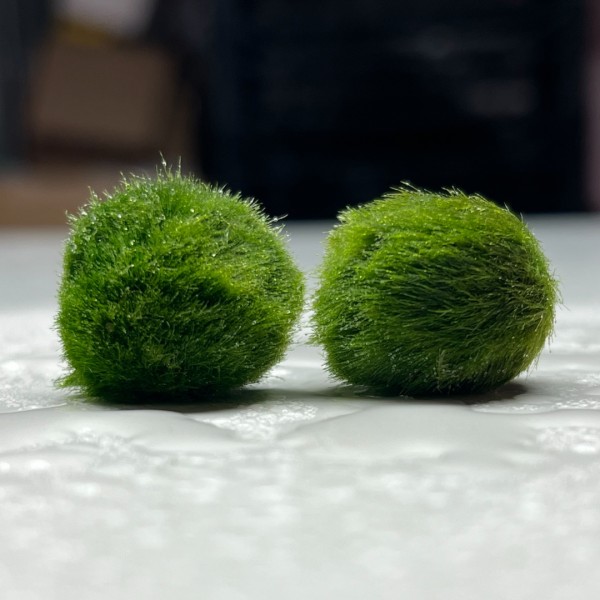 Marimo Unzertrennlich 7+7 Jahre | Paar mit Schwimmendem Herz » Clo’eT Design