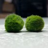 Marimo Inseparabili 7+7 Years | Couple with Floating Heart » Clo’eT Design