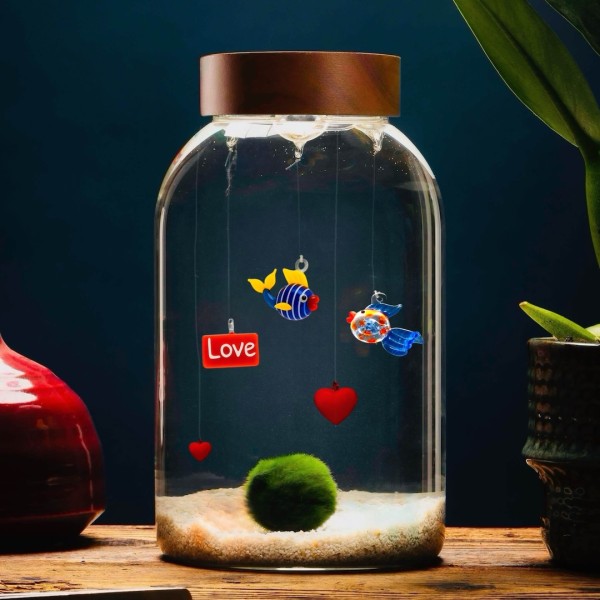 Aquarium Big für Marimo - Anpassbar » Clo’eT Design