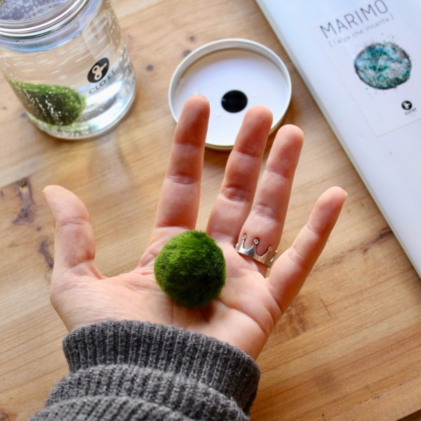 Marimo 30 ans avec quartz noir + PINO le Submarimo » Clo’eT Design